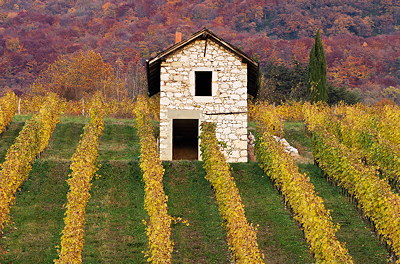 An autumn day in the vineyard