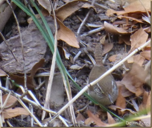 Sinaloa Wren_012