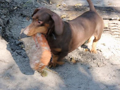 Strong Dachshund Seen On www.coolpicturegallery.us