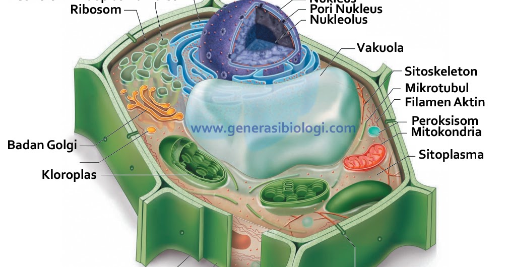  Gambar  sel  tumbuhan  Koleksi Gambar  HD