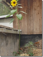 P1010872