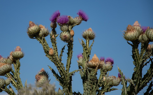 El cardo borriquero cogido solo la parte de arriba, en flor, con unas flores como penachos de color violeta intenso.