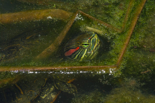 Red-eared Slider, Post Oak Park