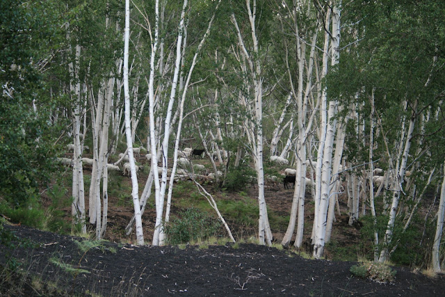 Grazing sheep in an Etna birch forest