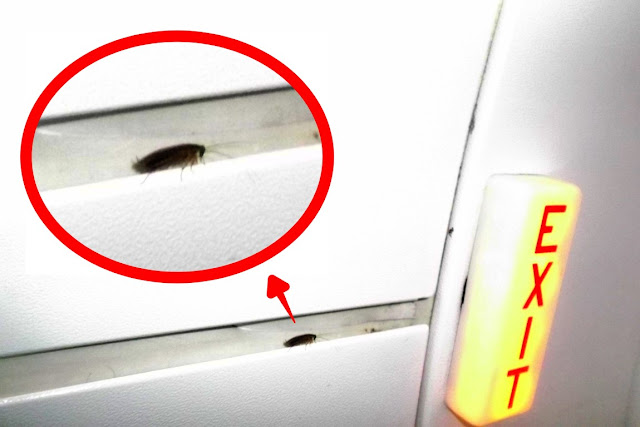 cockroach on cebu pacific airplane