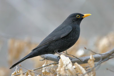 Eurasian Blackbird