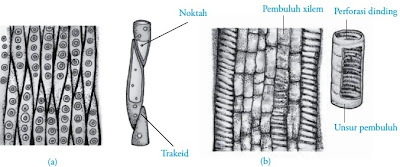 Trakeid Unsur pembuluh