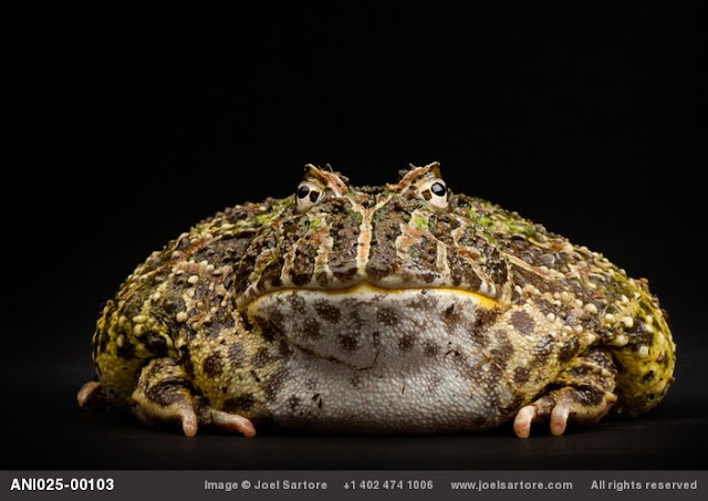 The Vanishing Amphibian Species by Joel Sartore_MyClipta