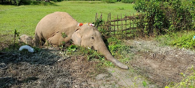 Elephant found dead under mysterious circumstances