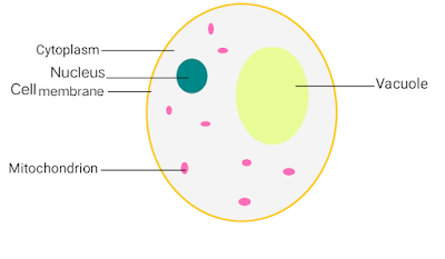 Diagram of Cell membrane covering the cell labelled with Vacuole, cell membrane, nucleus, cytoplasm, mitochondria