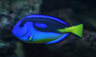 Blue tang