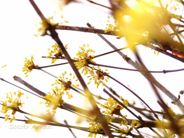 Cornus officinalis