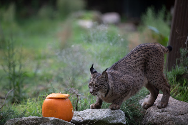 Lince zoo Madrid