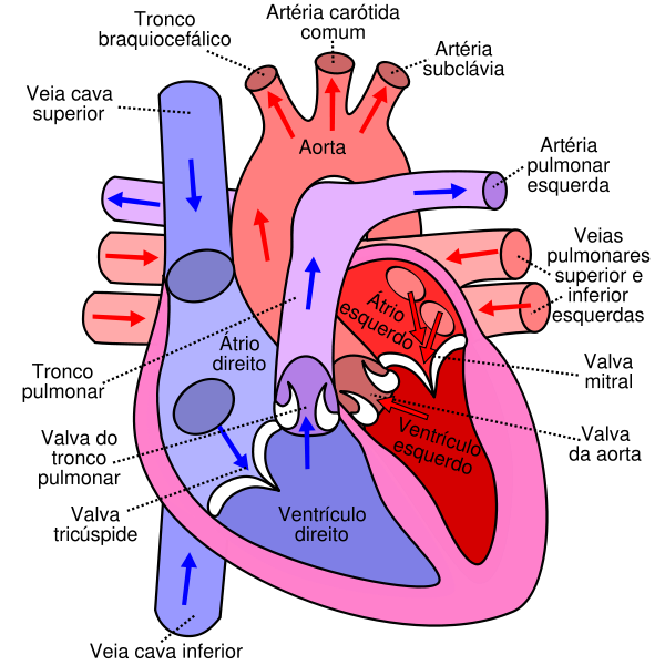 heart diagram labeled. Diagram-of-Heart