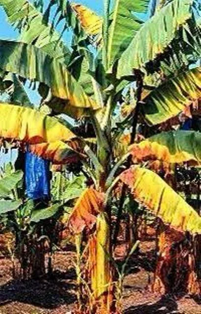 Doença Raça 4 Tropical se aproxima do Brasil e pode causar a Extinção da Plantação de Banana