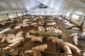 PIG FARMING BUSINESS PLAN