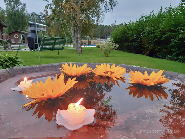 lingonberryhouse, auringonkukka, sunflower, quay, kaija, laituri, aurinkoon katsoja, face to the sun