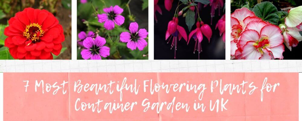 7 Most Beautiful Flowering Plants for Container Garden