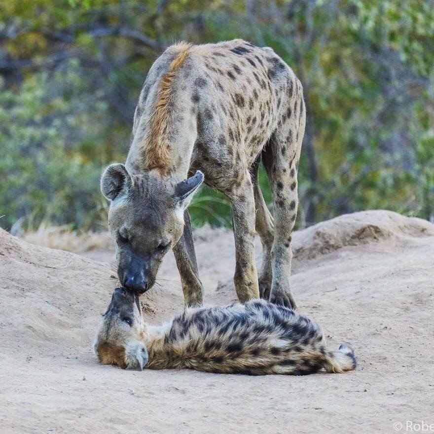 Incredible Pictures By 14-Year Old Robert Irwin, Son Of Steve Irwin And Award-Winning Photographer