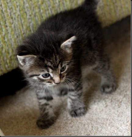 Tiger kitten