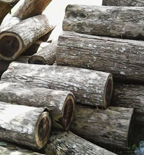 what is albasia wood ???