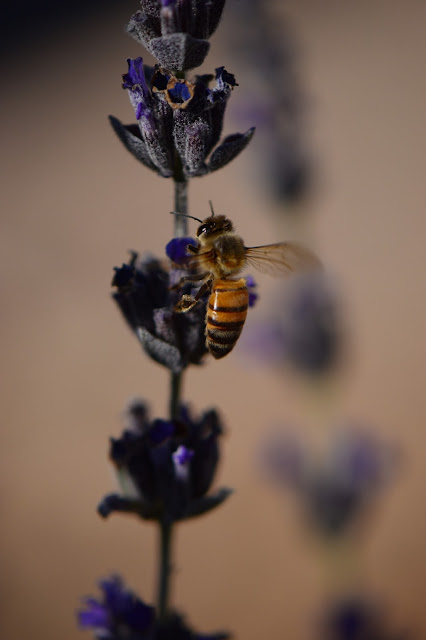 amy myers, photography, bee, lavender, desert garden, journal of a thousand things