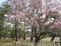 Kurokinoume plum tree in bloom (ume) - Kyoto Gyoen National Garden, Japan