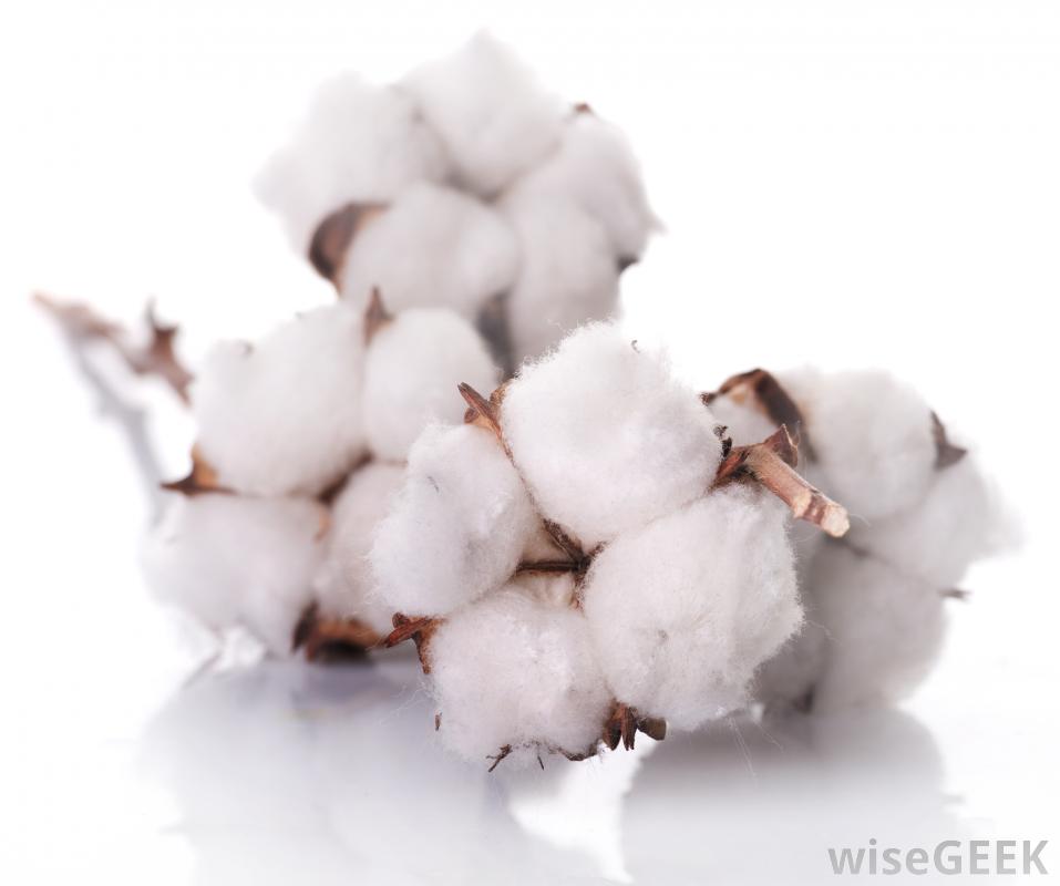  Serat Kapas  Cotton Fiber Textile KNOWLEDGE