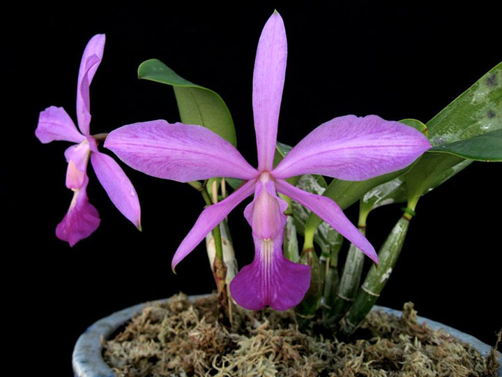 Cattleya walkeriana tipo 'Olivia Palito'