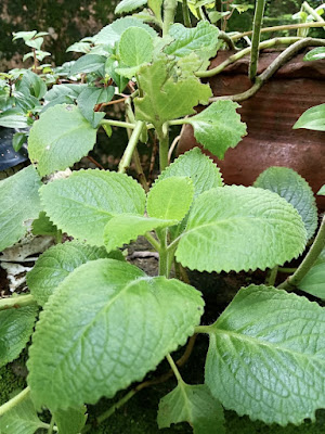 Oregano - Benefits, Nutrition and Recipe | Oregano Benefits | Kanhikoorkkal | Oregano Leaves