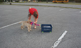 Training Dog