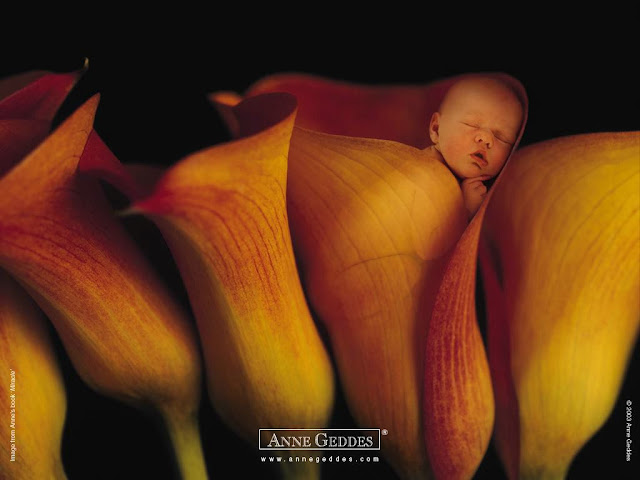 Baby Pictures Anne Geddes Photos