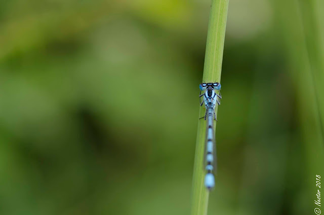 macrofotografia