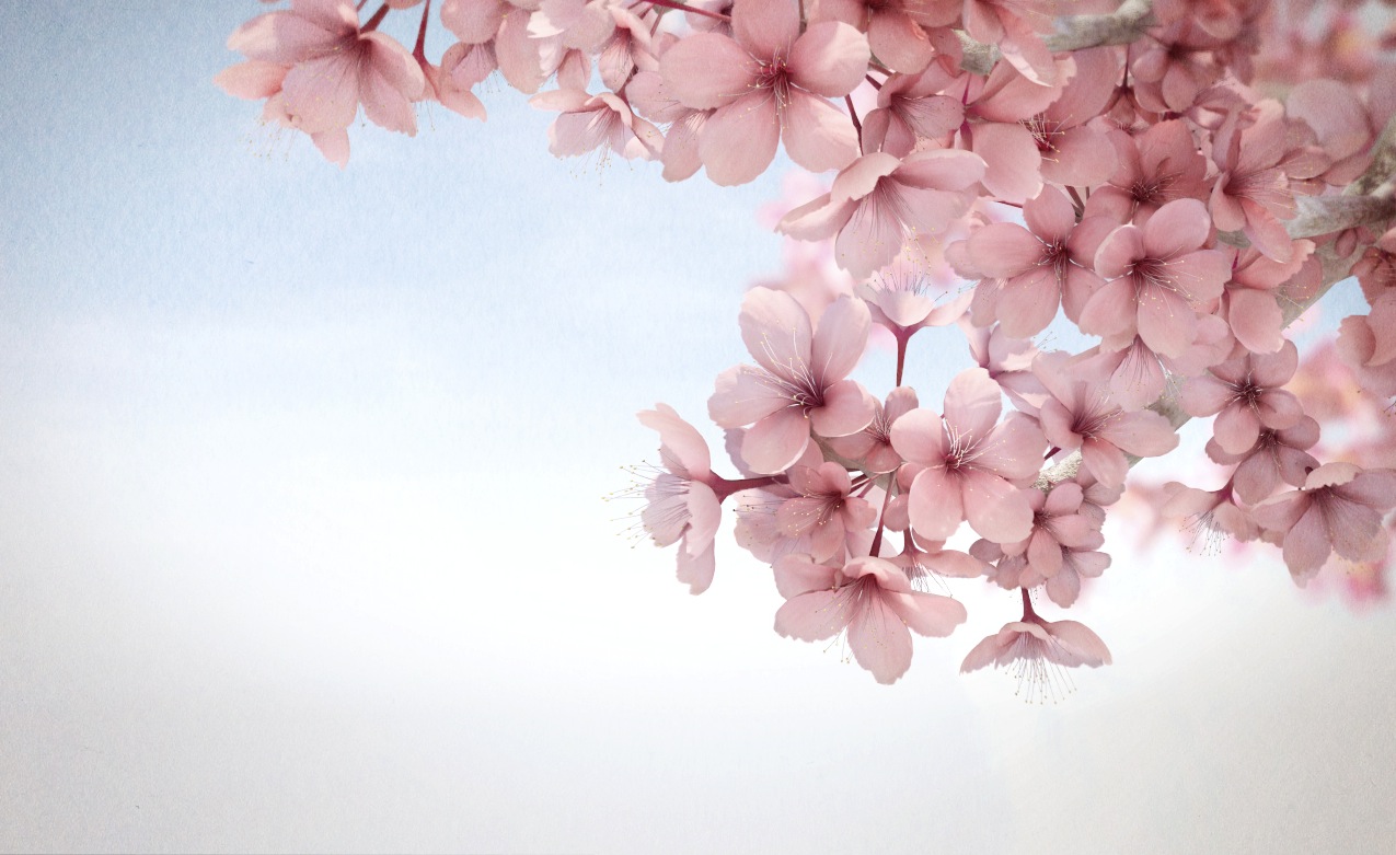 Images Of Bunga Sakura Wallpaper Download SC