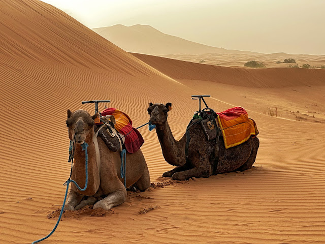 Camel Tour