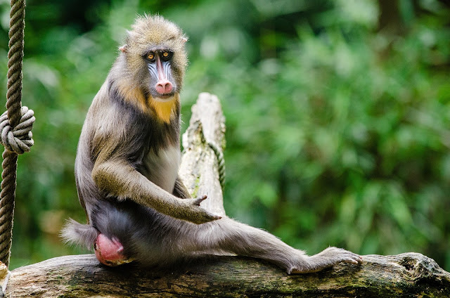 Mandrill Monkey