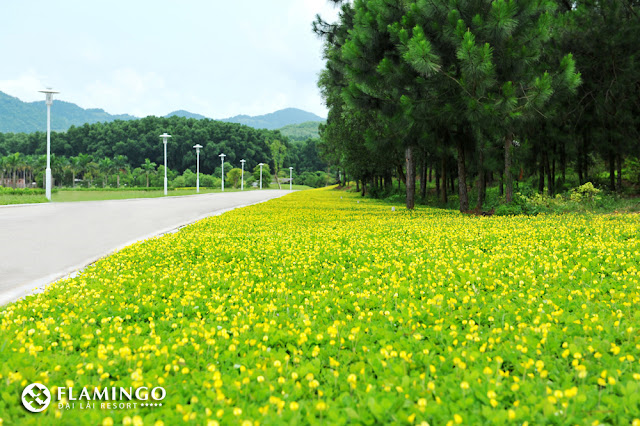 Hoa lạc tiên lung linh trên Flamingo Dai Lai Resort