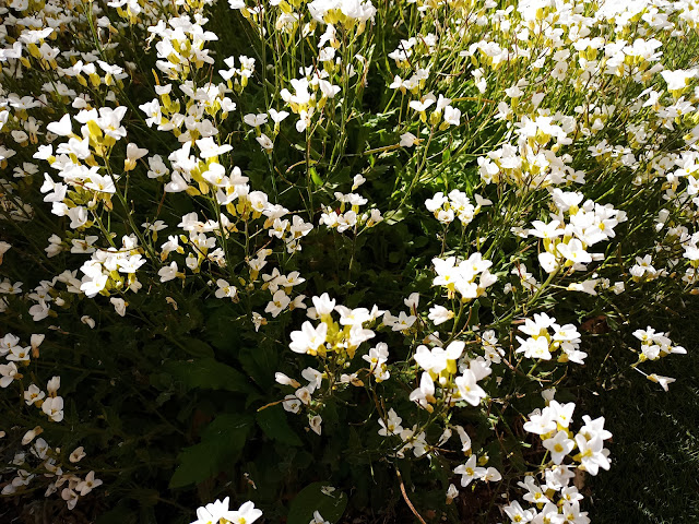 Arabis (Arabis alpina L. subsp. caucasica (Willd.) Briq.).