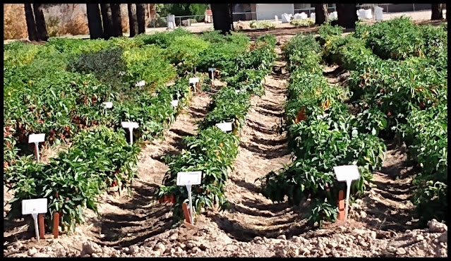 Chile Pepper Institute Test Gardens NMSU Las Cruces NM