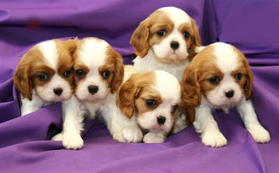 Puppies pictures