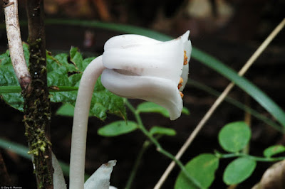 Вертляница одноцветковая / Подъельник одноцветковый (Monotropa uniflora)