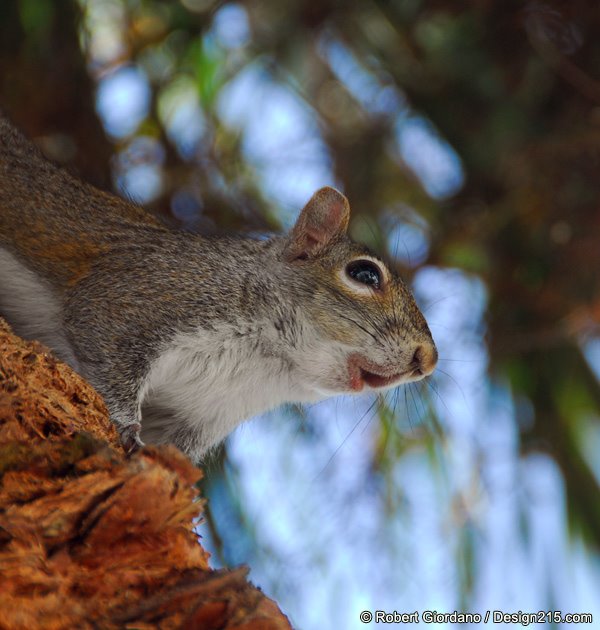 Whistling squirrel