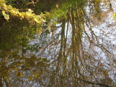 reflection of autumn trees