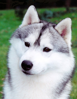 wolf wolve gray white black species dog hybrid