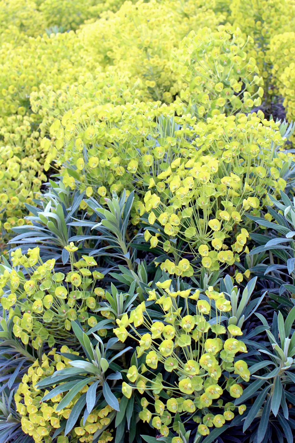 Yellow flowers at Kew Gardens in Spring - London lifestyle blog