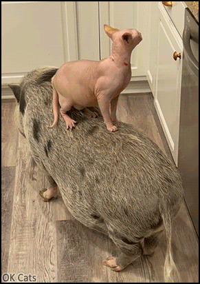Amazing Cat GIF • Sphynx cat hanging out on top of pig, in the kitchen and rubs its face on its back [ok-cats.com]