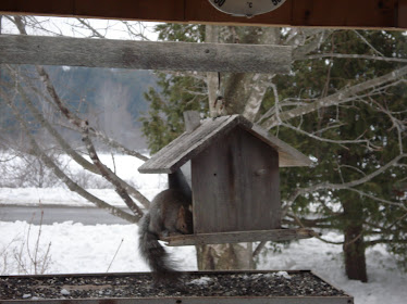 A Healthy Gray Squirrel