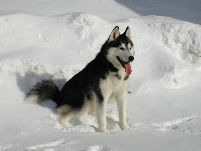 Giống chó Siberian Husky có hình ảnh