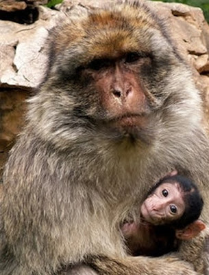 Barbary macaque male cuddling infant