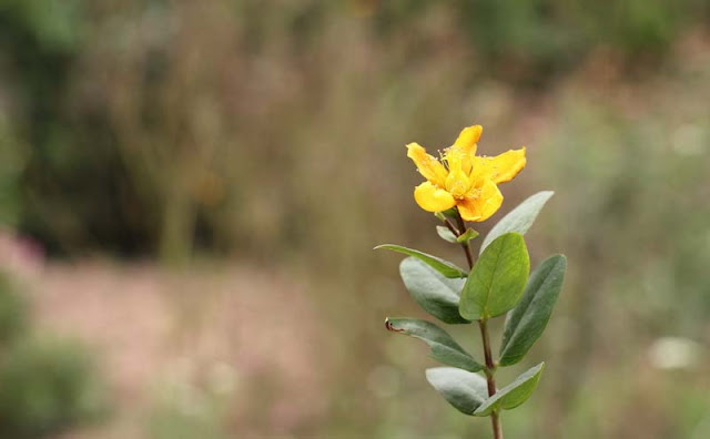 Hypericum Flowers